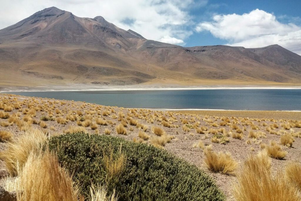 Chile atacama Lagunas altiplanicas Miniques